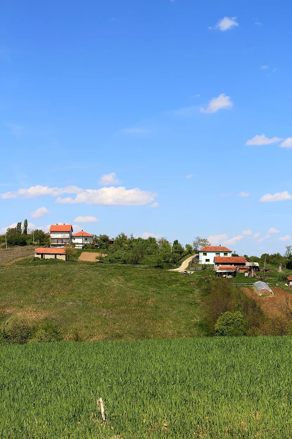 Kozličić