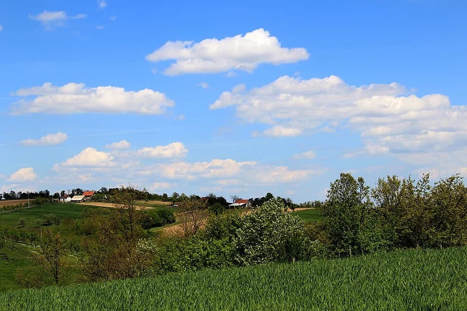 Kozličić