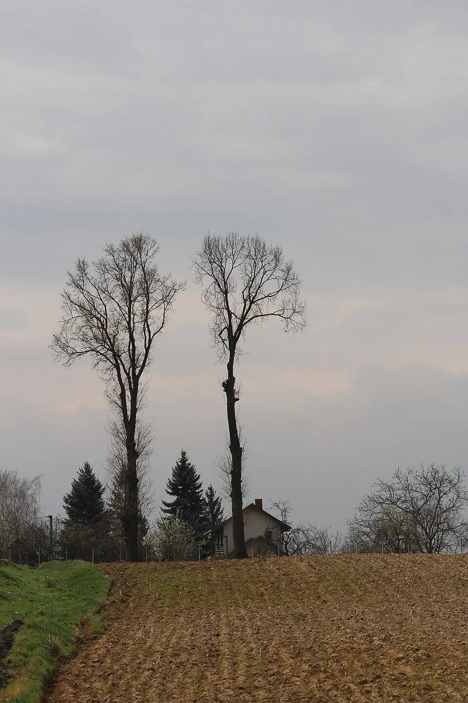 Gorić