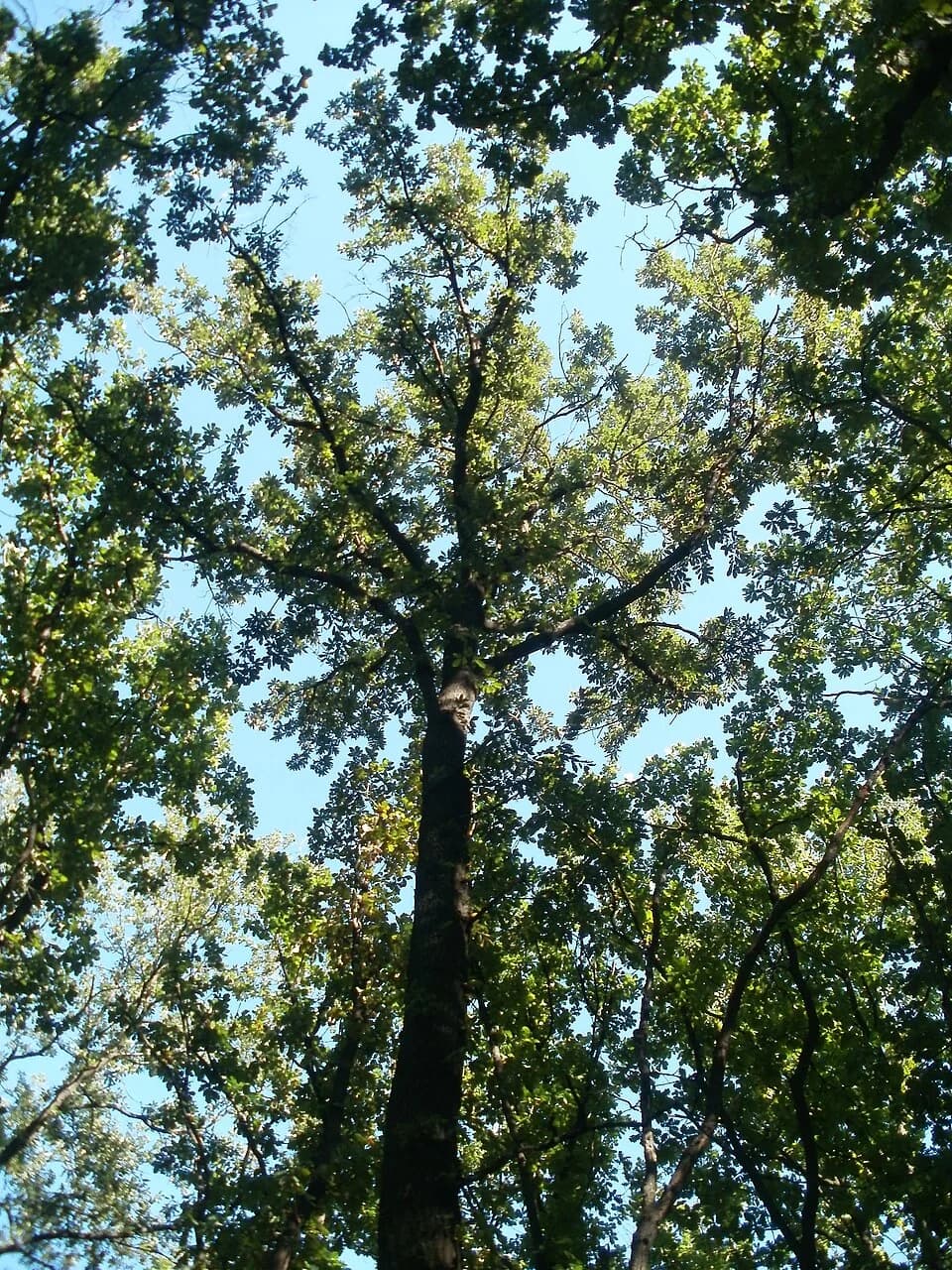 Lunjevac