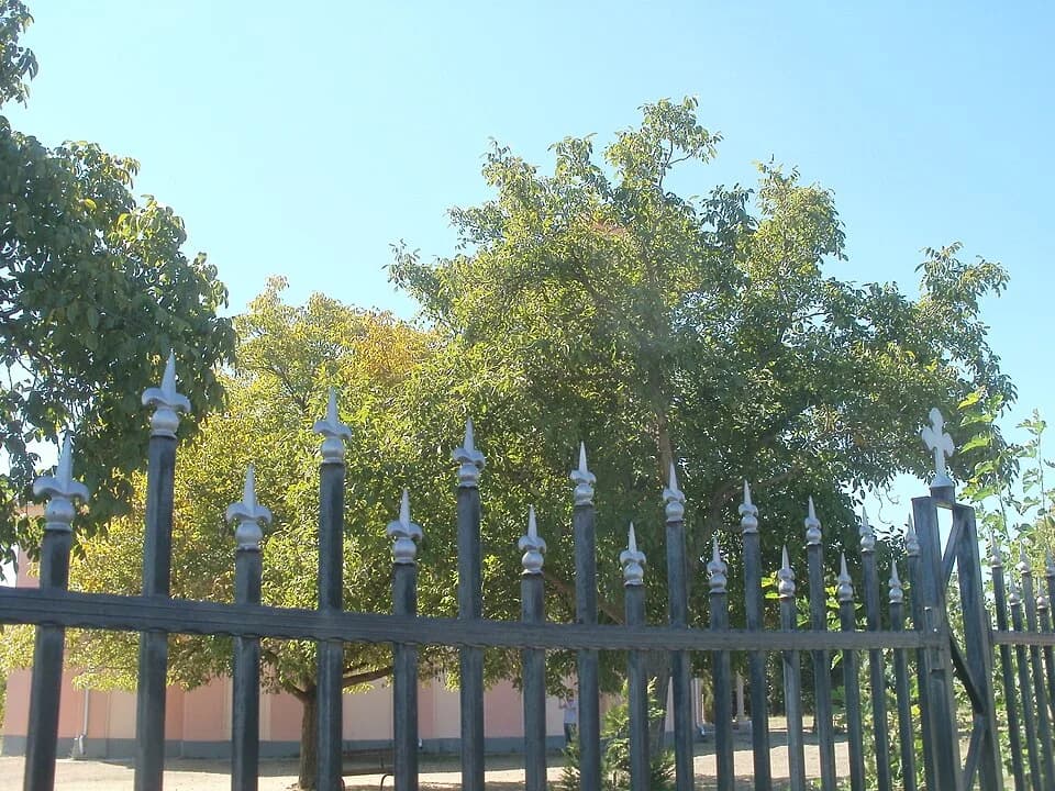 Udovice