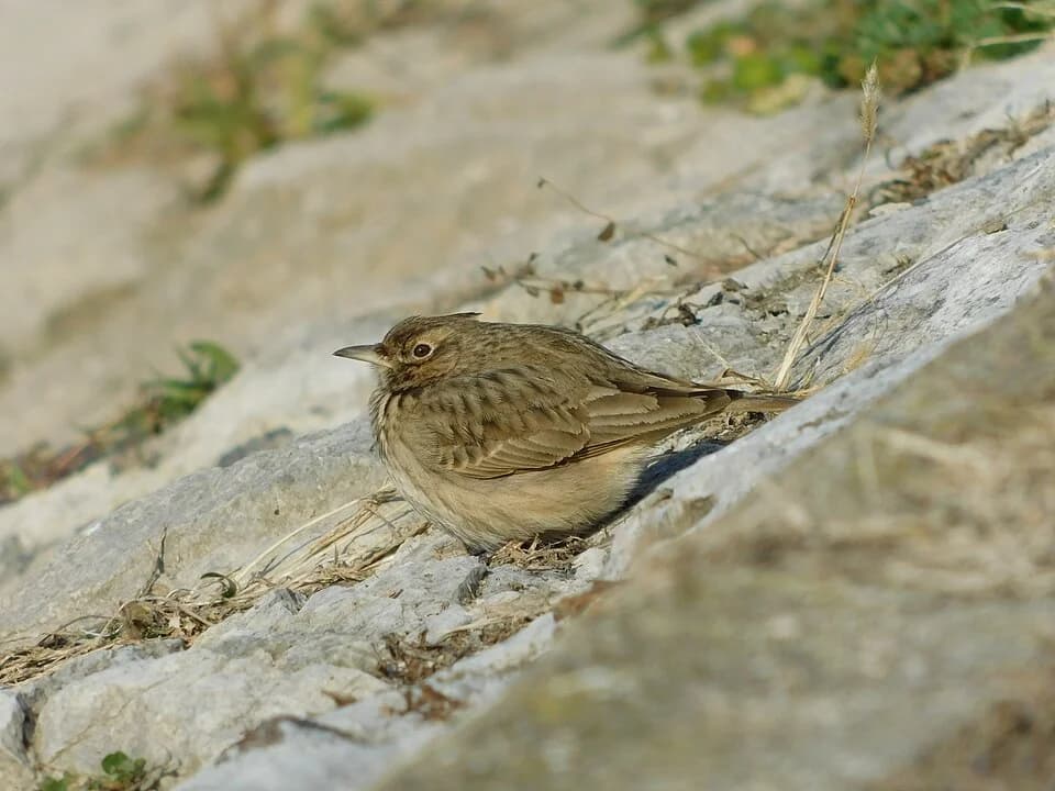 Zaječar
