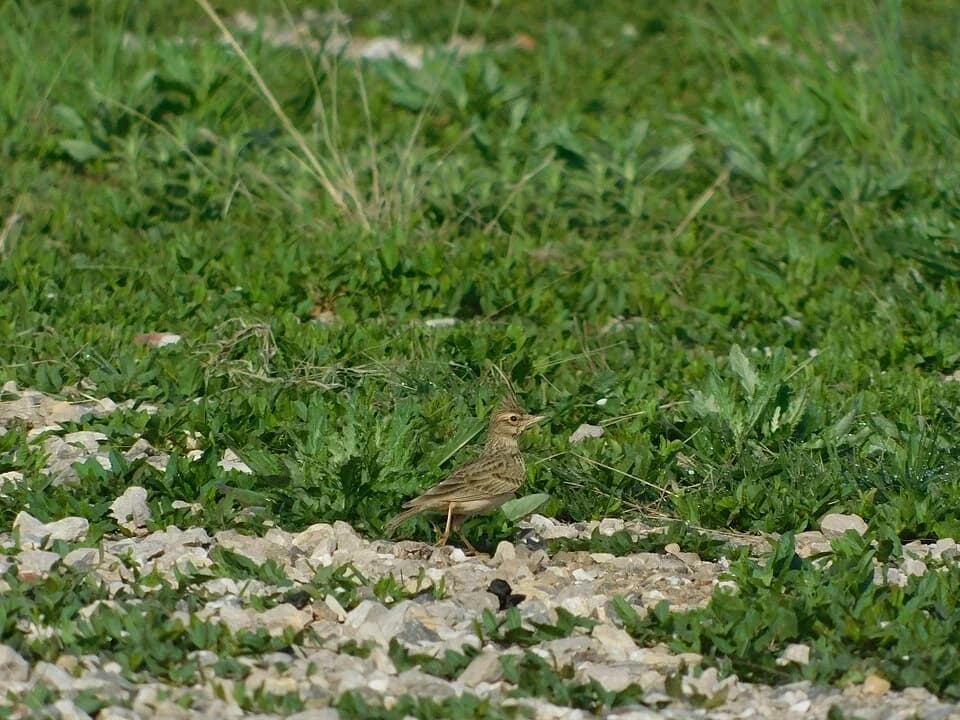Zaječar