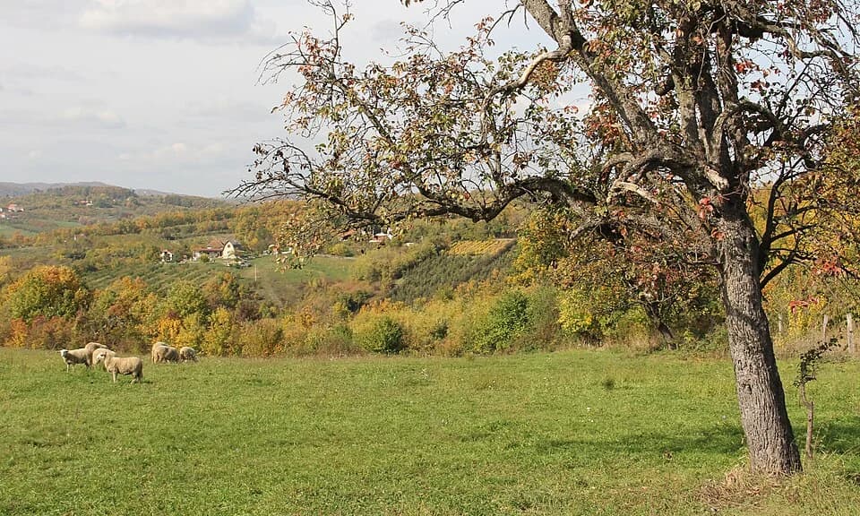Prijevor