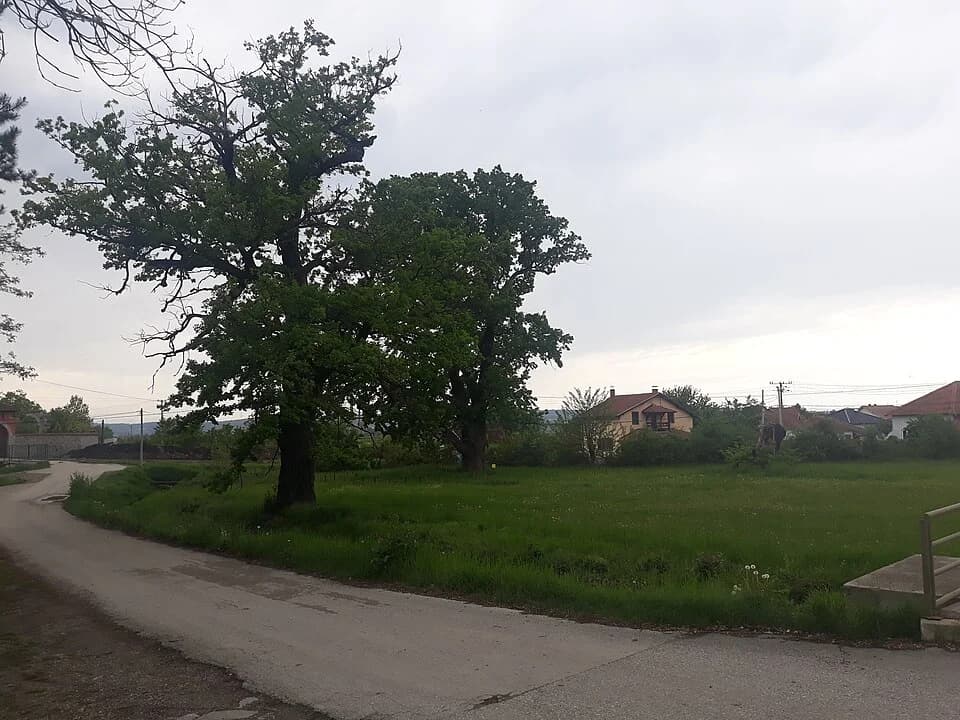 Žiča