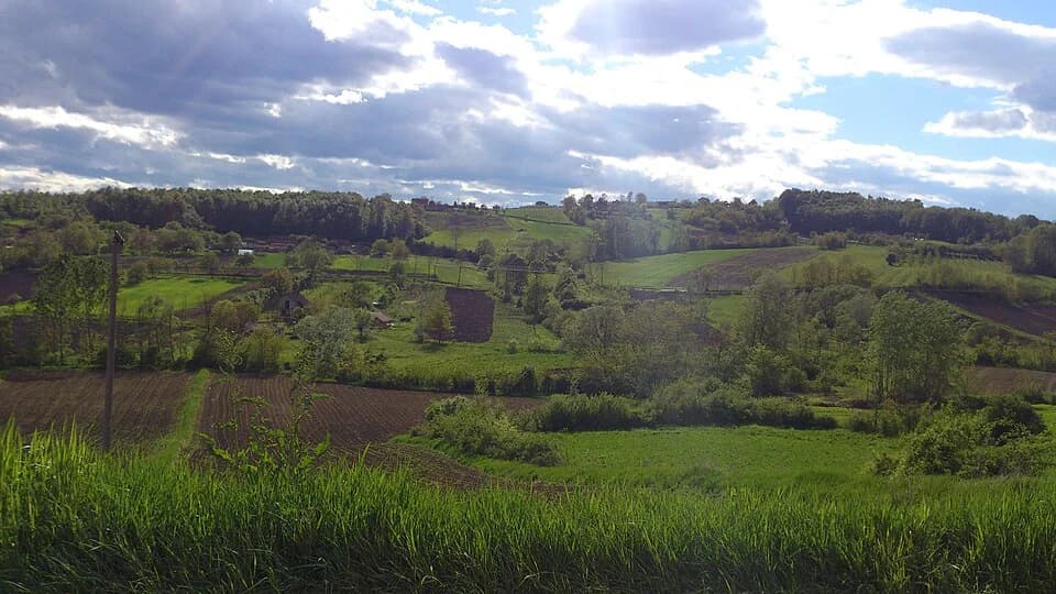 Milićevci