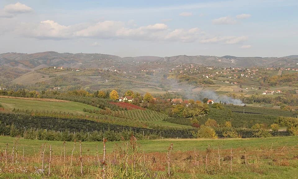 Miokovci