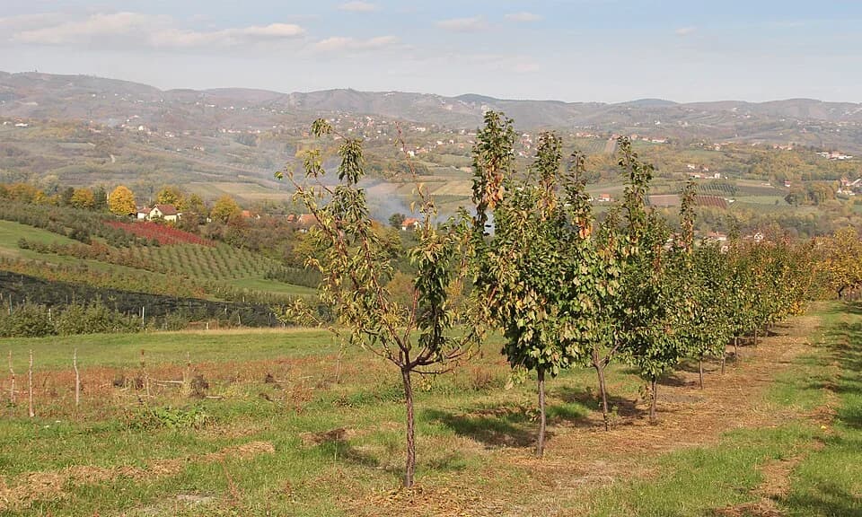 Miokovci