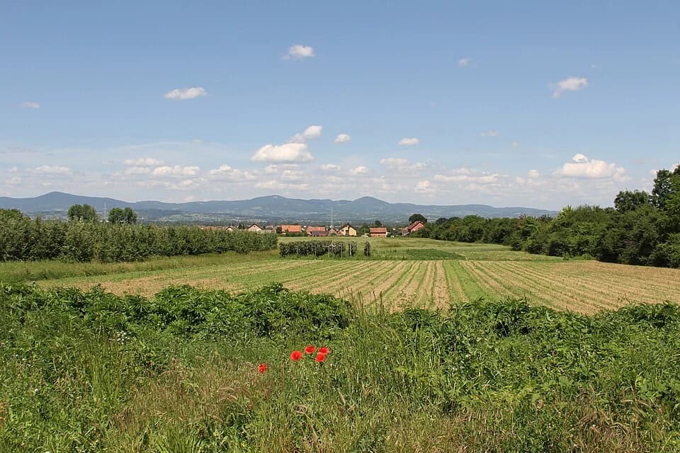 Trnava