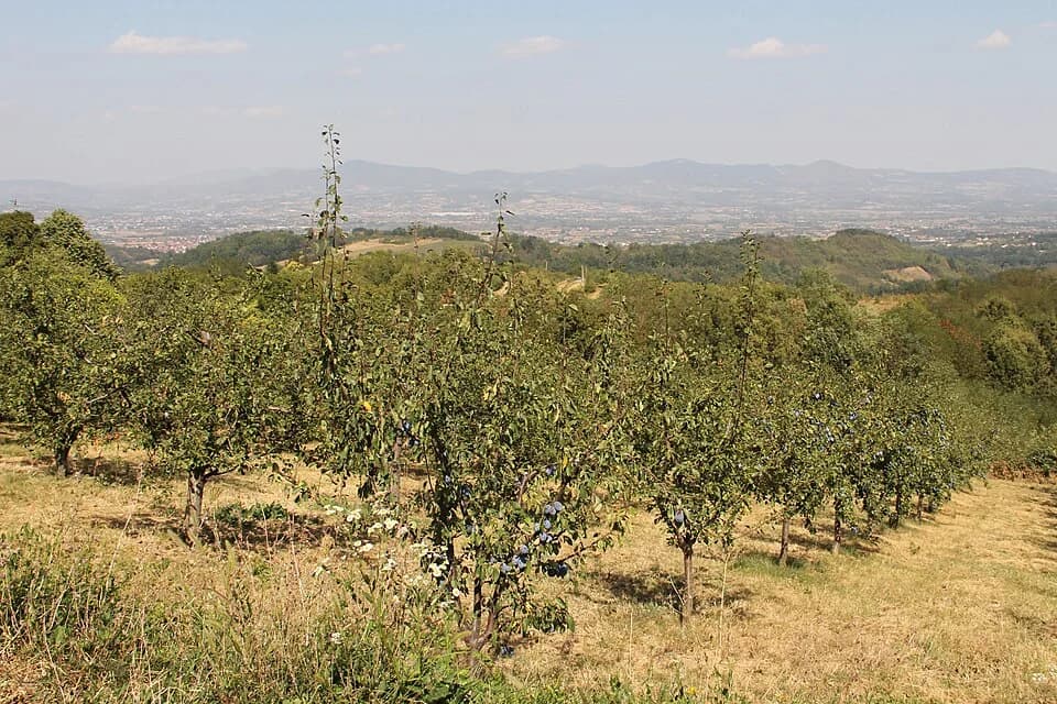 Banjica