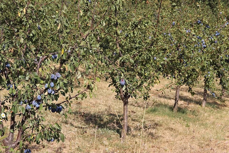 Banjica