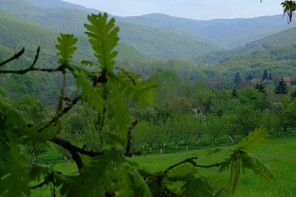 Donja Bejašnica
