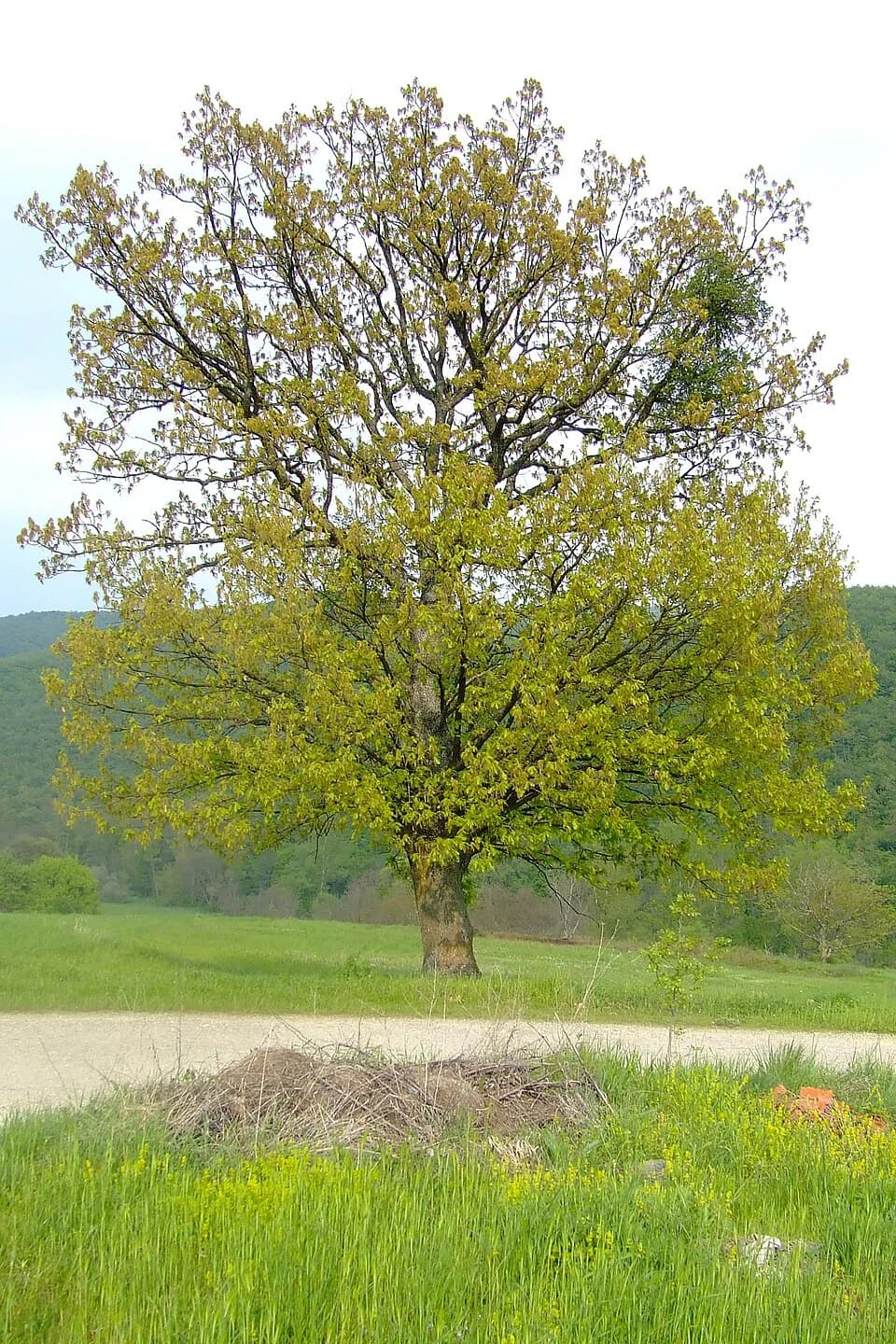 Donja Bejašnica