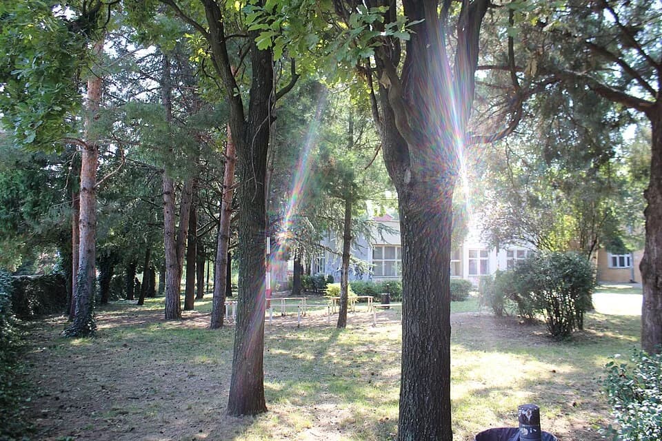 Palilula