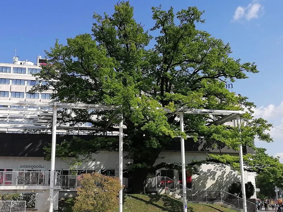 Cvetni trg