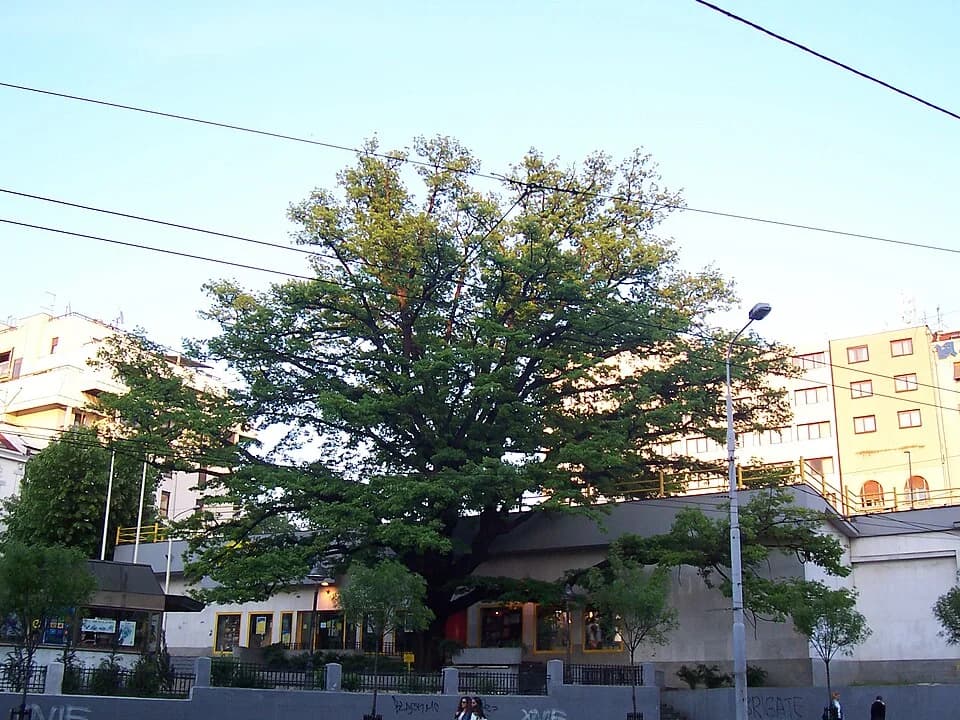 Cvetni trg