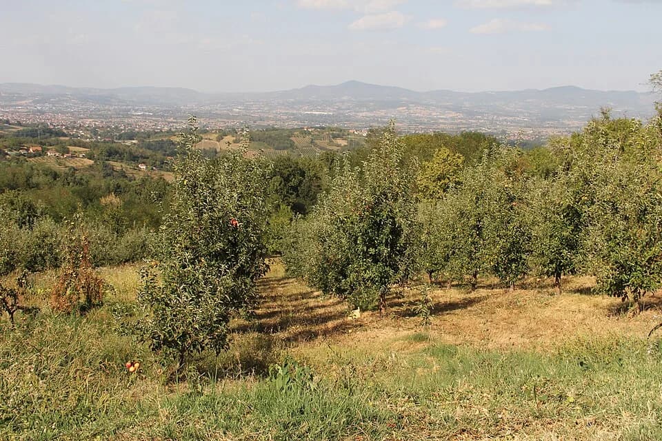 Banjica