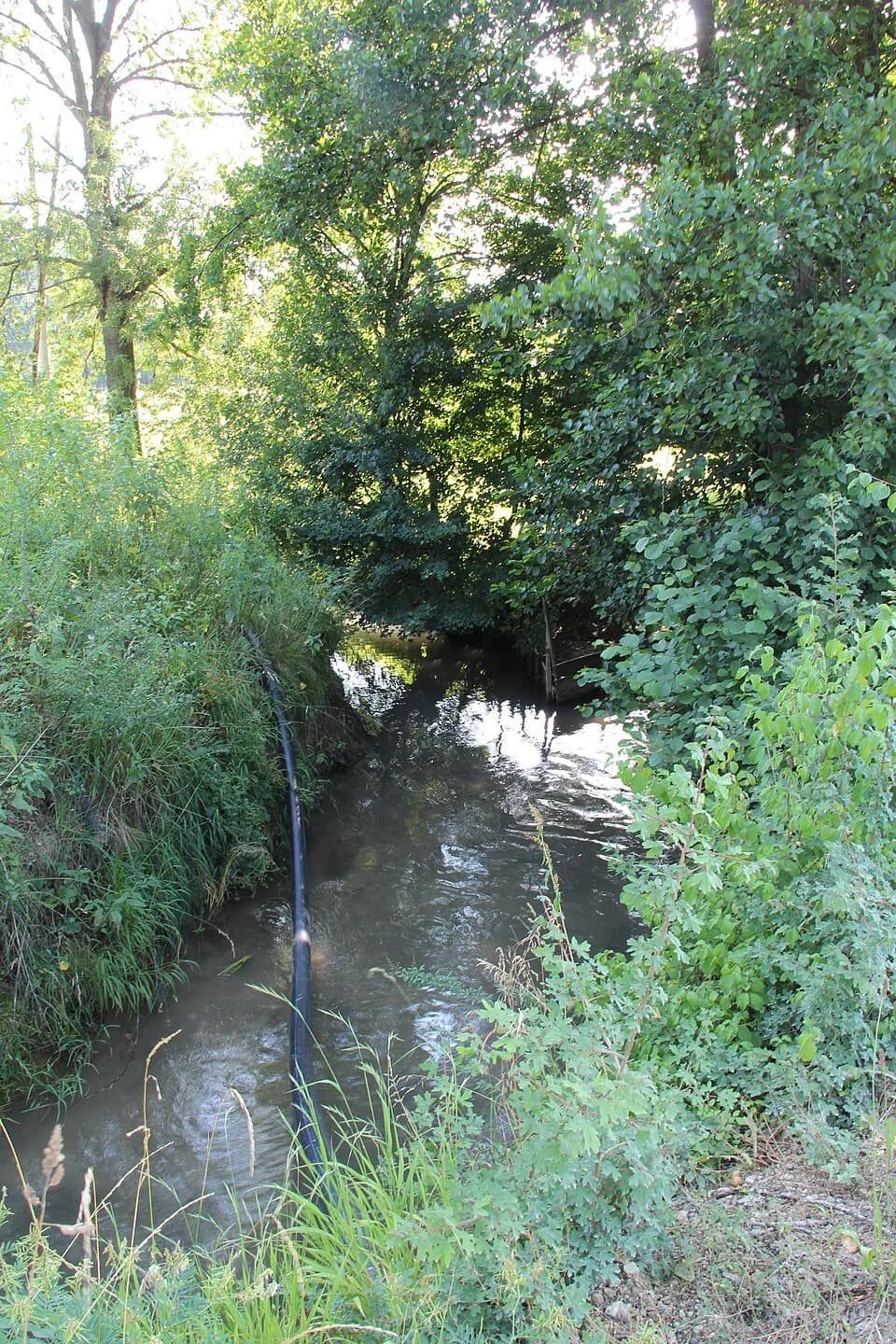 Beloševac
