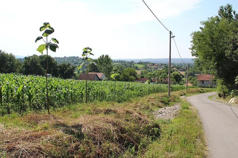 Beloševac
