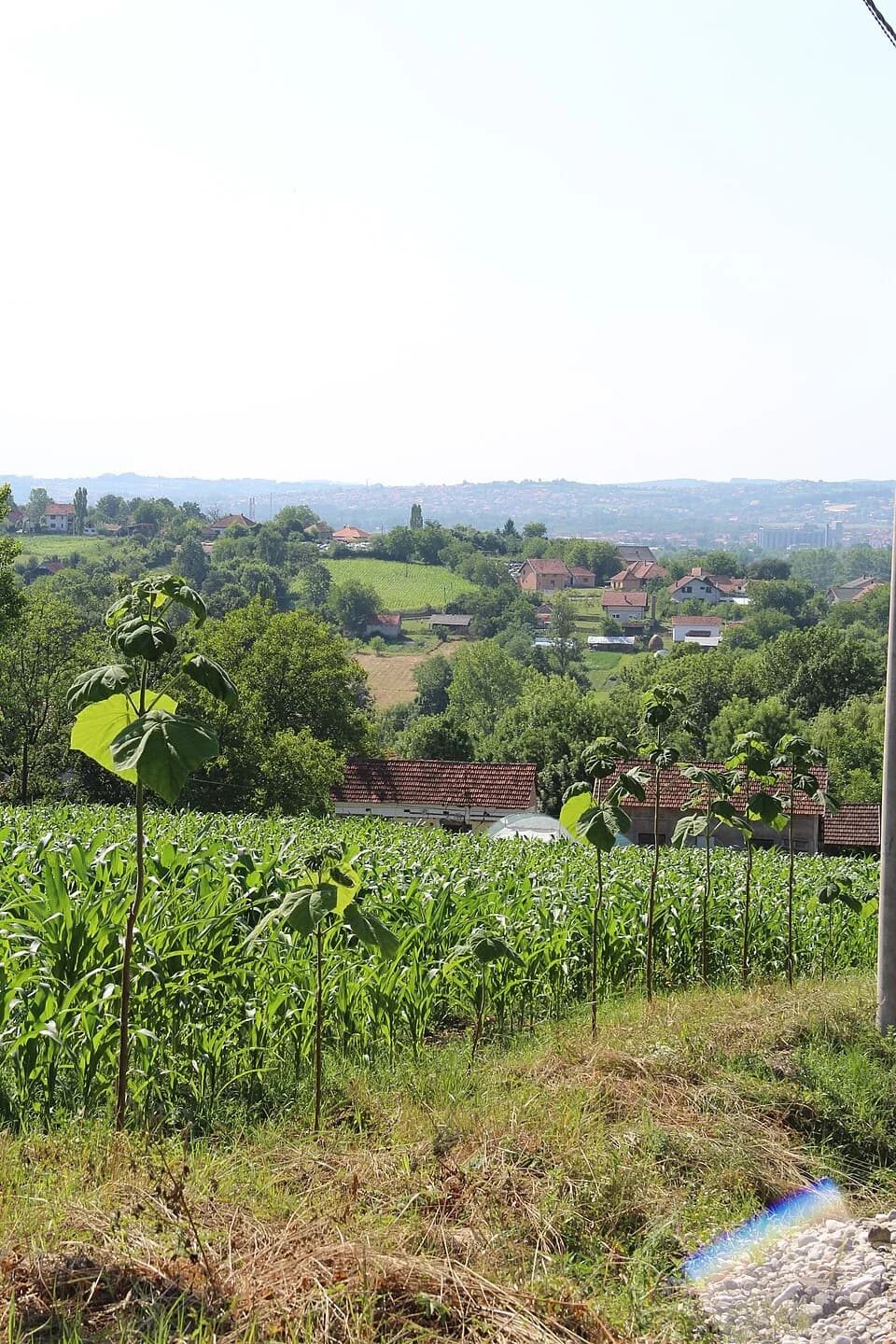 Beloševac