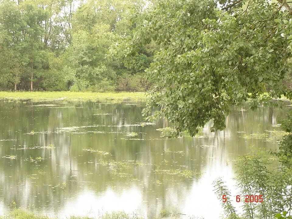 Višnjica