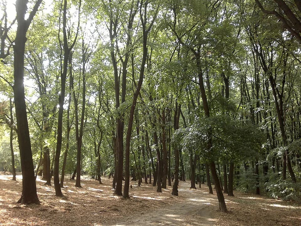 Košutnjak