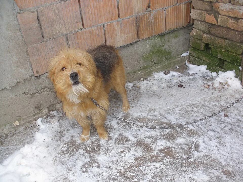 Mužlja