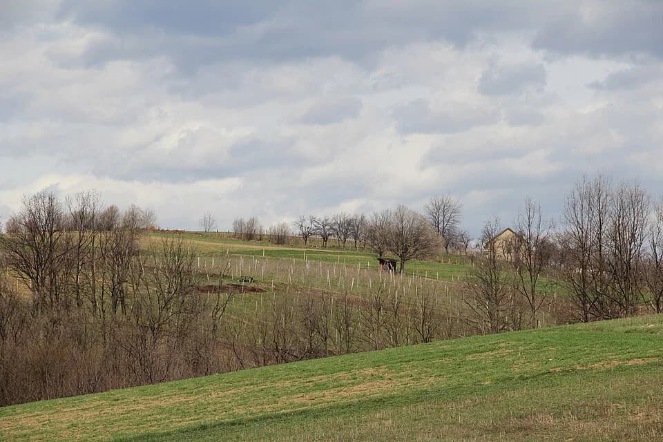 Sušica