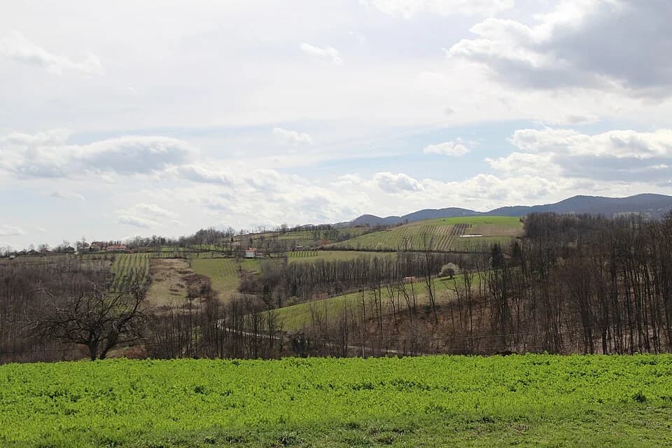 Sušica