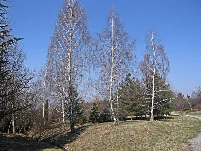 Čačalica