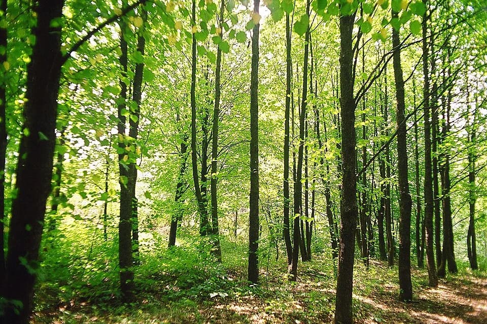 Čačalica